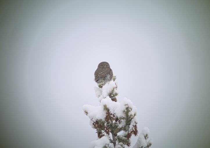 Northern Pygmy Owl ljkjkh3.jpeg
