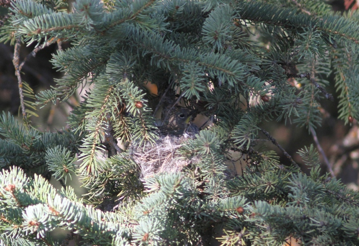 Yellow-rumped Warbler nest 62