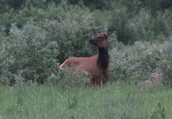 Elk 5bf