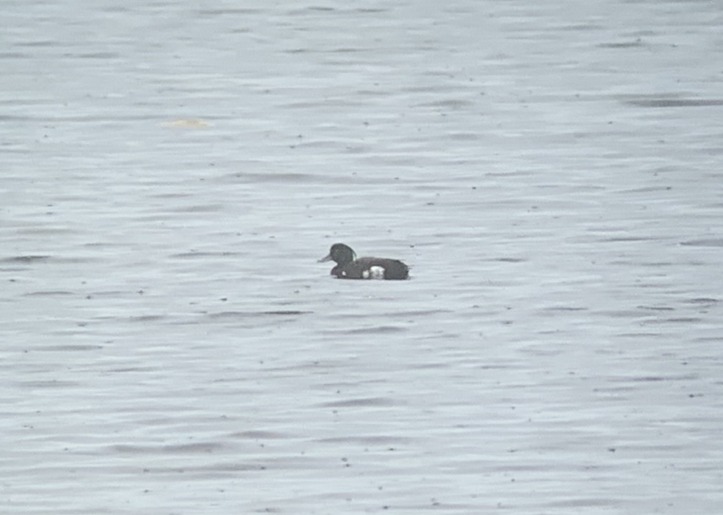 Tufted Duck 72